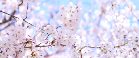 ＜食品製造業応援ブログ＞Vol.4 　桜　4月 春