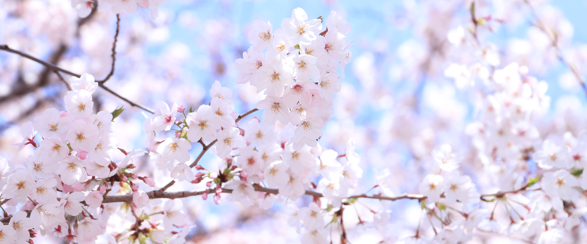 <食品製造業応援ブログ>Vol.4 桜 4月 春