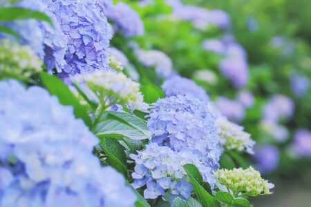 ＜食品製造業応援ブログ＞Vol.6 ちくわ　６月 食感の秘密はでんぷん