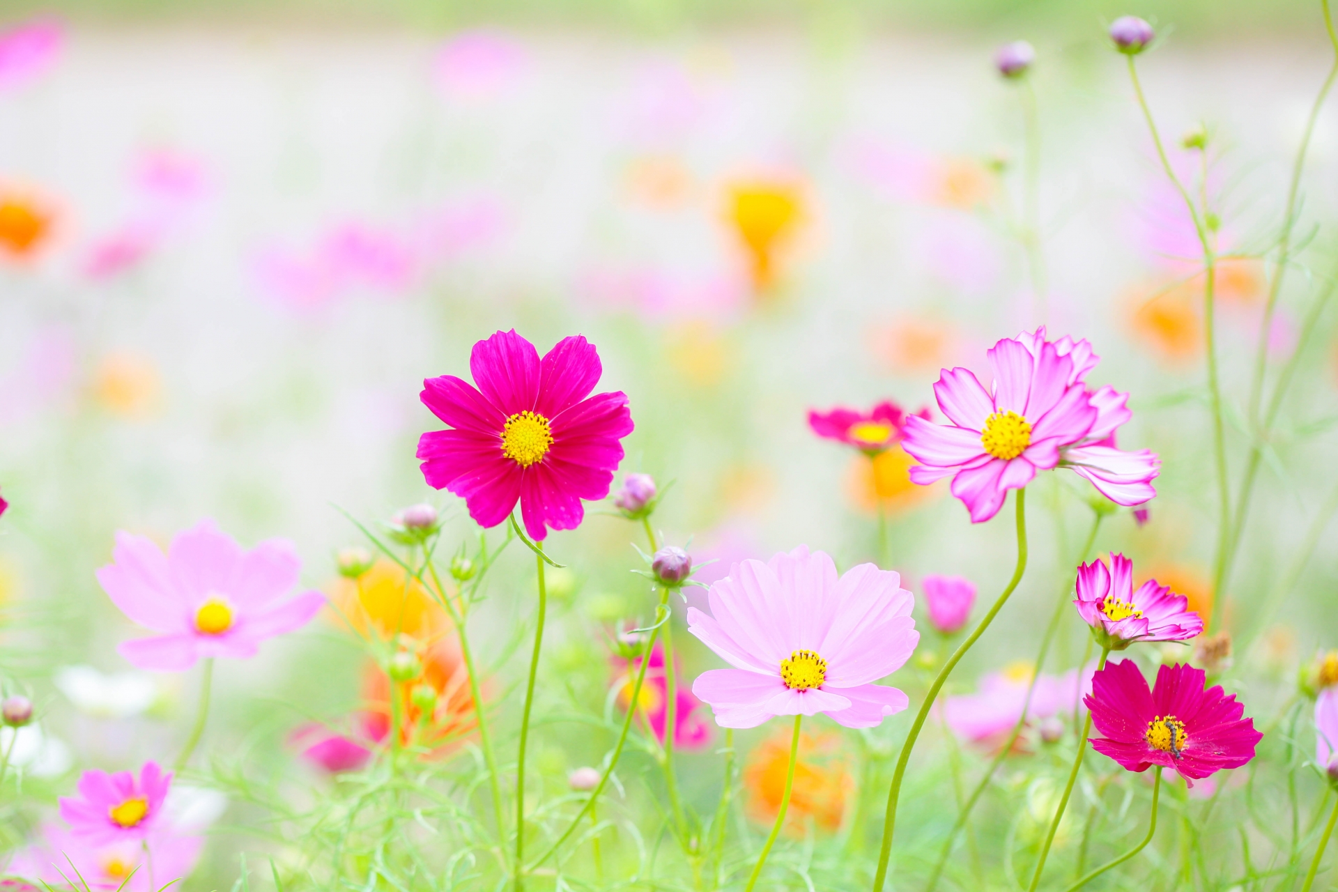 10月カリフォルニアロール<便利な冷凍巻き芯>