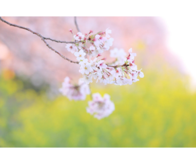 ＜食品製造業応援ブログ＞Vol.16みたらし団子　 冷めても熱くても柔らかく