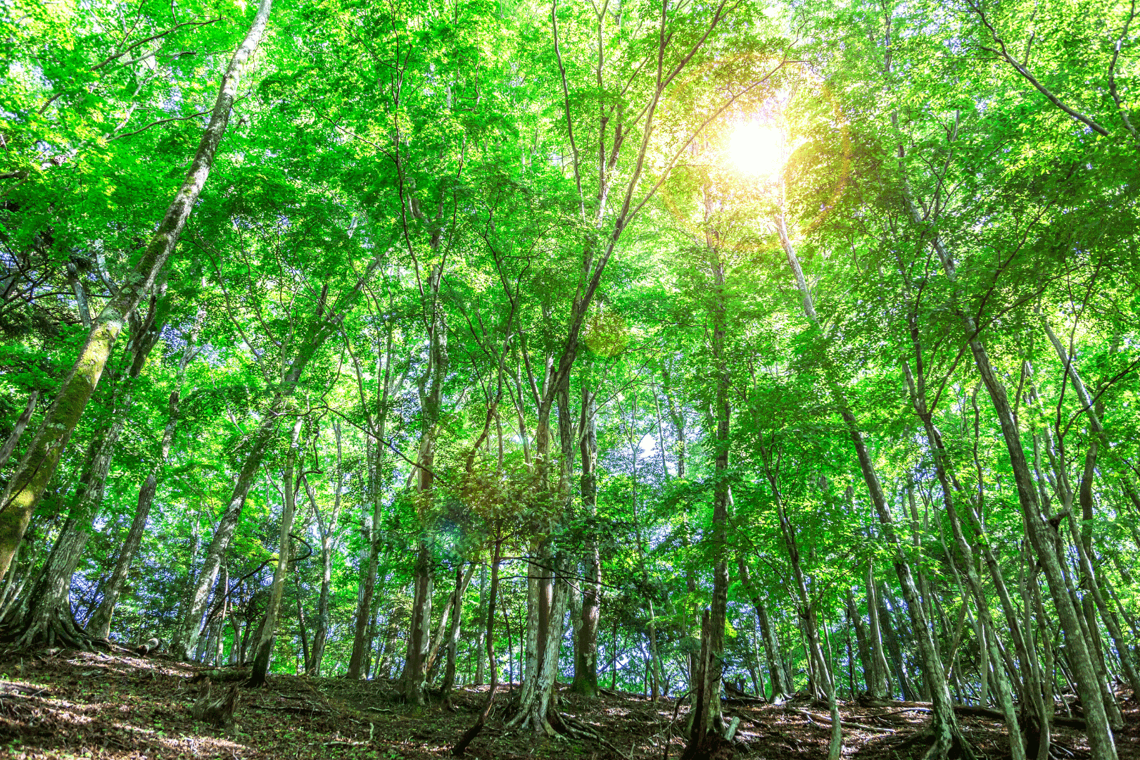 ＜食品製造業応援ブログ＞Vol.17飾りかまぼこ　お祝いの席の蒲鉾